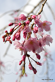 八重枝垂れは咲き始め - 小石川後楽園の桜