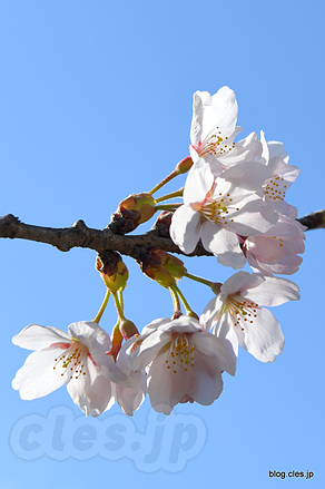 ソメイヨシノ - 宮城も桜のシーズンに