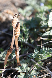 つくし - 宮城も桜のシーズンに