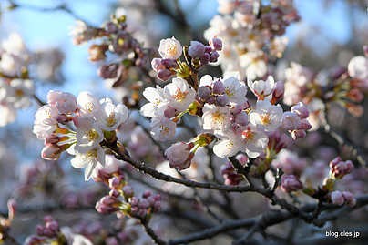 ソメイヨシノは咲始め - 宮城も桜のシーズンに