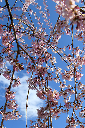 しだれ桜 - 宮城も桜のシーズンに