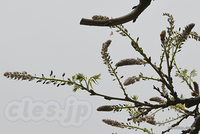 藤棚 - 向島百花園でみつけた変な植物