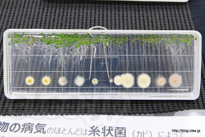 カビの植物への影響 - 理化学研究所 和光地区の一般公開 2019