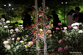 園内の様子 - 旧古河庭園のバラと洋館・日本庭園のライトアップ 2019