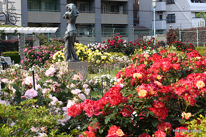 園内の様子 - 本郷給水所公苑のバラ園