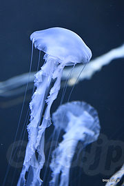 クラゲ - クラゲだらけの鶴岡市立加茂水族館