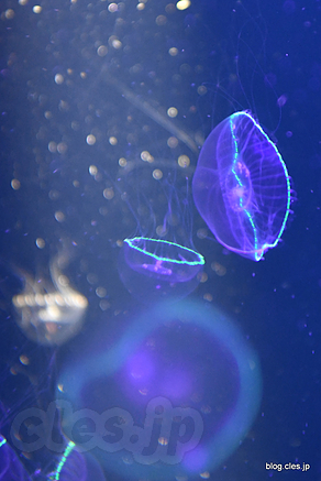 オワンクラゲ - クラゲだらけの鶴岡市立加茂水族館