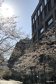 コレド室町の脇の桜 - 都内はすっかり外出自粛ムードに