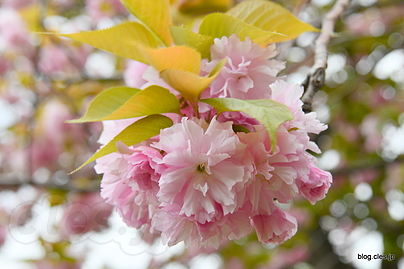 不忍池の八重桜 - 都内はさらに閑散と