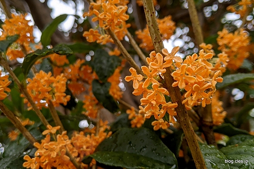 雨に濡れる金木犀 - 金木犀の花が咲いている