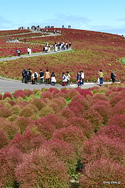 コキアの紅葉 - 国営ひたち海浜公園のコキアの紅葉