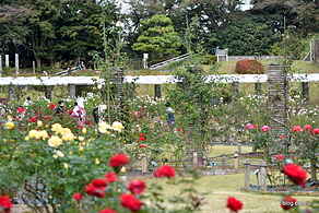  - 生田緑地ばら苑
