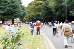  - 代々木公園のバラの園