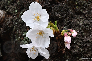 桜 - 都内の桜は散り始めに