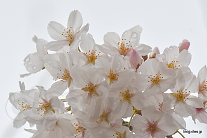 雨と桜 - 都内の桜は散り始めに