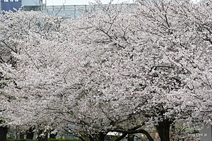 満開の桜 - 都内の桜は散り始めに