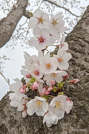 サクラ - 船岡城址と一目千本桜