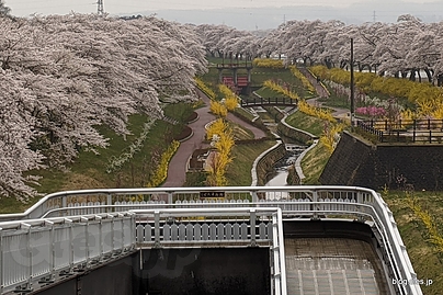 展望台からの眺め - 船岡城址と一目千本桜