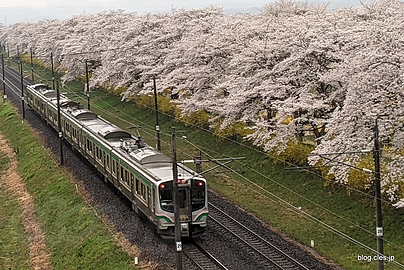 電車と一目千本桜 - 船岡城址と一目千本桜