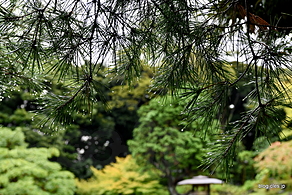 松 - 旧古河庭園の雨の秋バラ