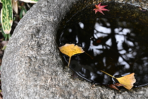 手水鉢 - 三渓園12年ぶりの紅葉のライトアップ