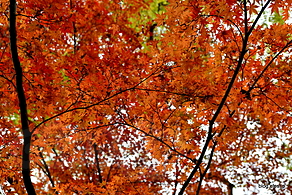 紅葉 - 三渓園12年ぶりの紅葉のライトアップ
