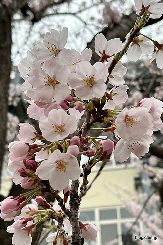 九分咲きの桜 - 桜は満開なのだけど・・・