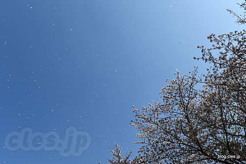 桜吹雪 - 桜吹雪の中を散策