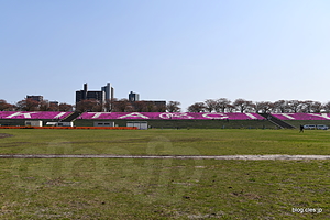 KITA CITY - 北区立赤羽桜堤緑地のサクラソウ
