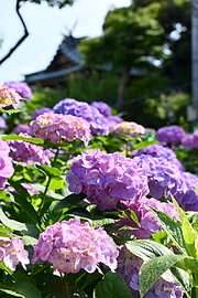紫陽花 - 白山神社の紫陽花祭り 2022