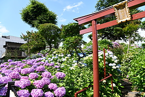 浅間神社 - 白山神社の紫陽花祭り 2022
