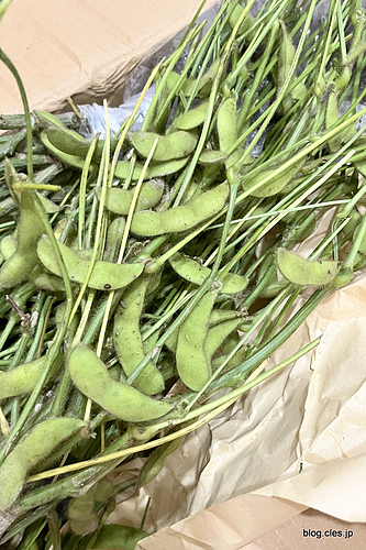 枝付き枝豆 - 今年も枝豆が届いた