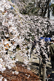 しだれ桜@六義園 - 都内は桜が見頃に