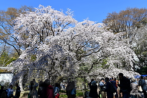 しだれ桜@六義園 - 都内は桜が見頃に