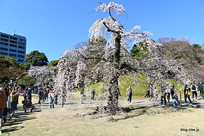 しだれ桜@小石川後楽園 - 都内は桜が見頃に