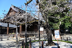 標本木 - 都内は桜が見頃に