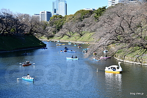 千鳥ヶ淵ボート乗り場 - 都内は桜が見頃に