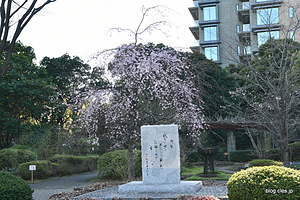 しだれ桜と上皇陛下御製の碑 - 千鳥ヶ淵戦没者墓苑