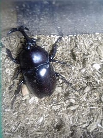  - オフィスにカブトムシ出現